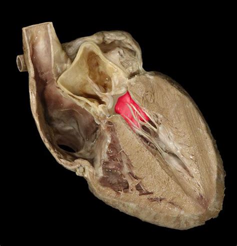 Looking at the valentine's day heart, the two rounded. Heart Anatomy - Anatomy & Physiology 2015 with Emma at ...