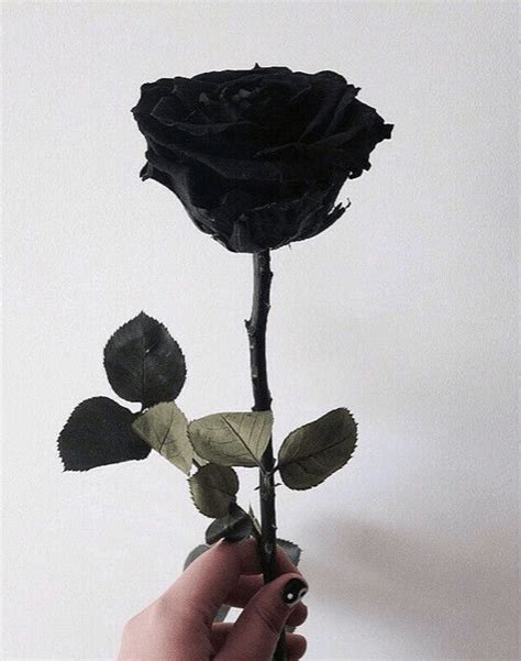 Black Rose Br