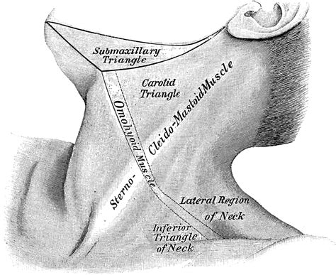 Side View Of Neck Clipart Etc