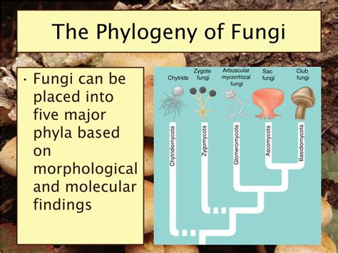 Ppt Fungi Powerpoint Presentation Free Download Id344736