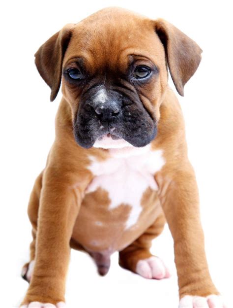 Miniature Boxer Dog Breed Guide Paws N Pups