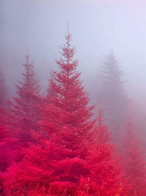 If you know someone who's getting a new puppy of kitten, or adopting a pet, celebrate their new friend with an egift card. Crimson Mist, Blue Ridge Parkway, North Carolina | Red ...