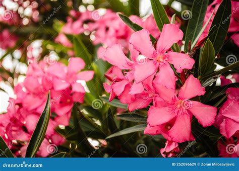 Blooming Pink Nerium Oleander In Garden Stock Image Image Of