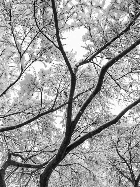 Black And White Photo Of Snow On Tree Branches In Winter Stock Image