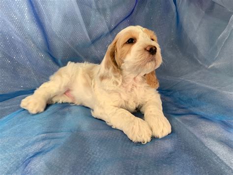 First set of vaccinations dewormed vet checked care package(food, toy & vet paperwork) mom is a 21 pound. Cockapoos For Sale, Iowa Puppies, Cocker Poodle Mix, Ready ...
