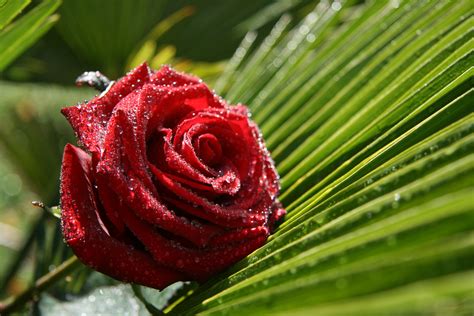 Wunderschöne Rose Foto And Bild Archiv Projekte Naturchannel Blumen