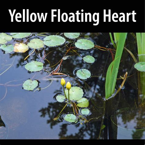 Yellow Floating Heart Alberta Invasive Species Council