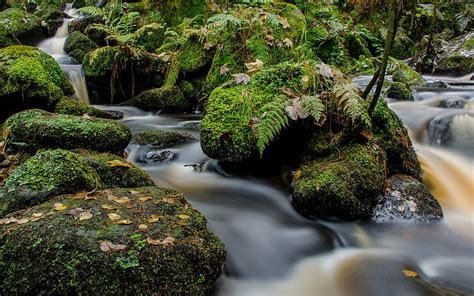 1536x2048px Free Download Hd Wallpaper Landscape River Moss