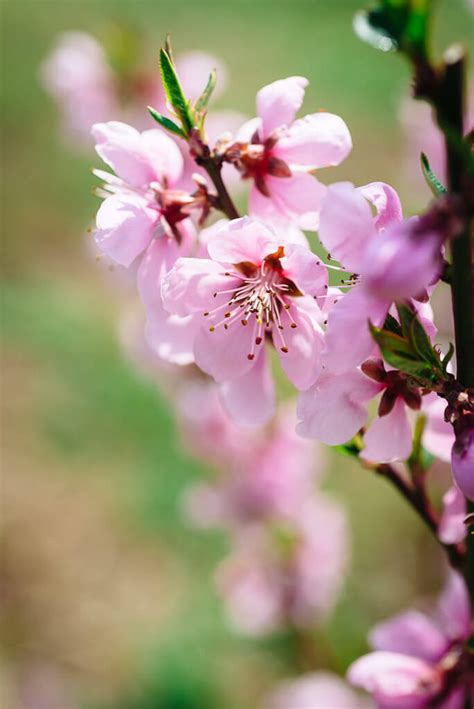 Peach Blossoms Japans Other Spring Flower Blossoms