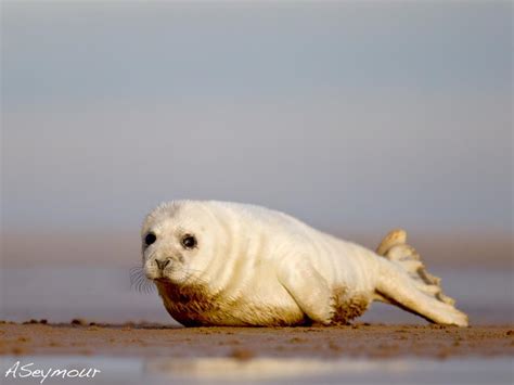 Grey Seals Halichoerus Grypus A And J Photography