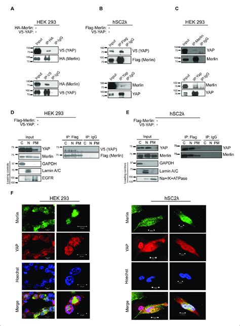 See what merlin joseph (liann2990) has discovered on pinterest, the world's biggest collection of ideas. YAP associates with Merlin in the nucleus and cytoplasm ...