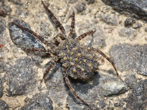 How To Treat For Wolf Spiders Pest Guide