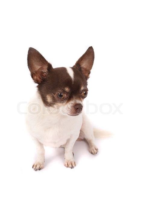 Chihuahua White And Brown Spots Pets Lovers