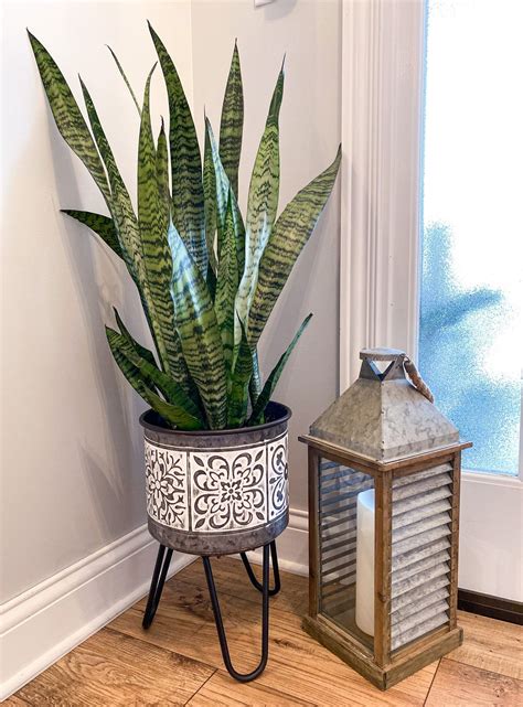 There's just one tricky aspect to growing these classic houseplants, and that's knowing how often to water. Snake Plant Galvanized Planter, #Galvanized #Plant # ...