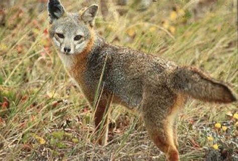 Urocyon Littoralis Island Gray Fox Discover Life