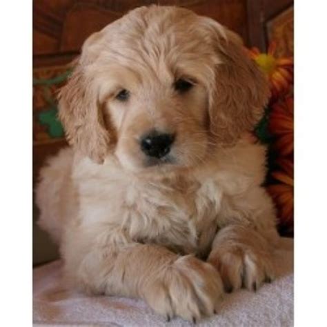 The breed is currently recognized by the american canine hybrid club and the international canine association as a designer dog breed. Goldendoodle breeders in Ontario | FreeDogListings