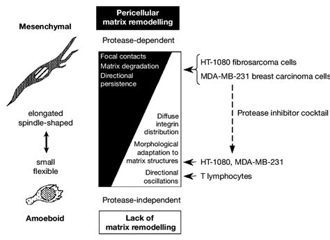 Specificity of serine proteases (chymotrypsin, trypsin and elastase). Diversity and adaptation in protease function in different ...