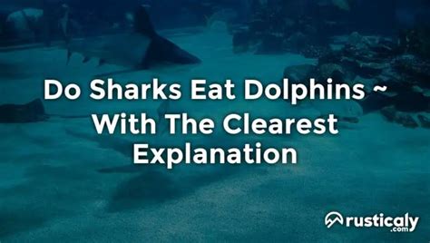 Do Sharks Eat Dolphins Everything You Need To Know