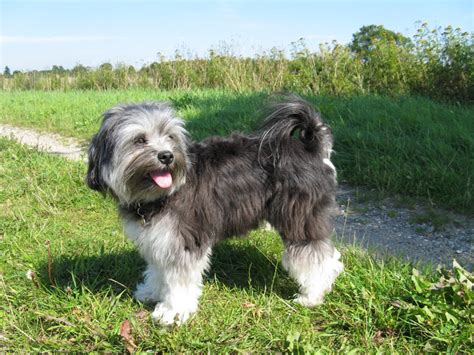 The lowchen will welcome other dogs, especially if you socialize him early. Lowchen Breed Guide - Learn about the Lowchen.