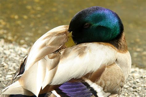 Sleeping Duck At Maplewood Farms In North Vancouver Meighan Flickr