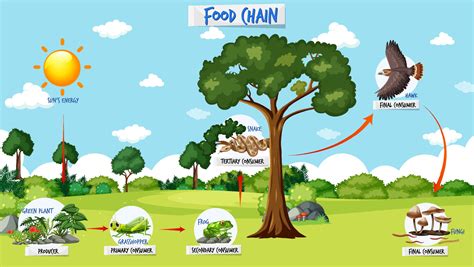Food Chain Diagram Concept On Forest Background 2111787 Vector Art At