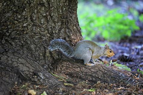 Lovely Little Perky Squirrel Photograph By Jeff Swan Fine Art America