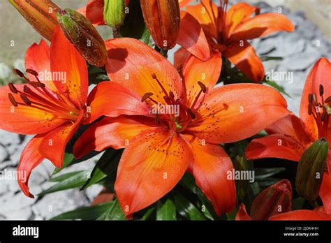 Asiatic Lily Lilies Hi Res Stock Photography And Images Alamy