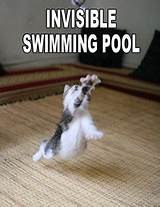 Pictures of Swimming Pool Meme