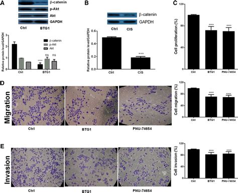 BTG1 suppressed ET1 expression through inhibition of Wnt β catenin