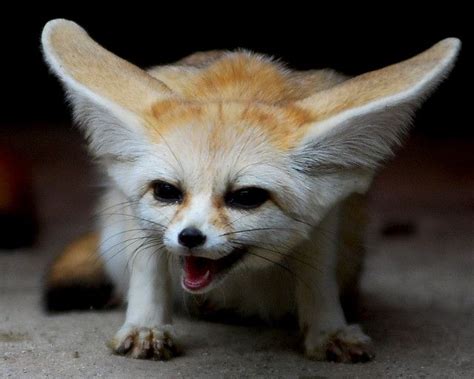 Fennec Fox Милые детеныши животных Объятия животных Фотографии животных