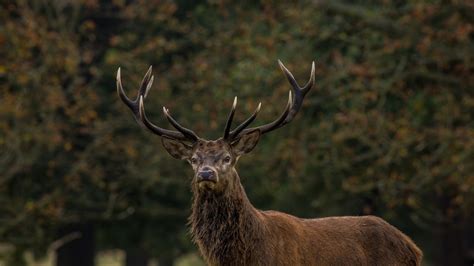 1169731 Deer Animals Wildlife Stags Elk Fauna Mammal Vertebrate