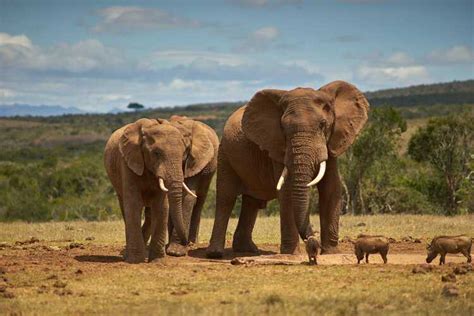 Perfume De Paquidermo Cómo Los Elefantes Africanos Usan El Olor Para