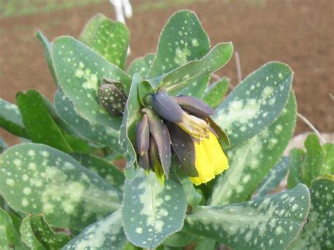 Linee guida per tenere i tuoi asini al sicuro. Scheda botanica di Erba vajola maggiore (Cerinthe major L ...