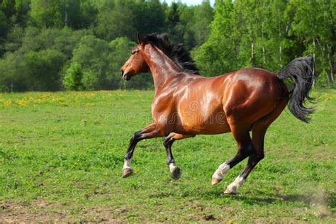 Horse Stallion Galloping In The Field Stock Image Image Of Nature