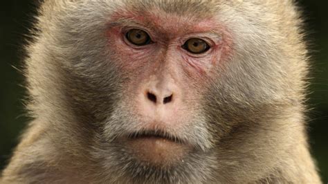 In Monkeys Researchers Find Possible Clue To Diagnosing Autism