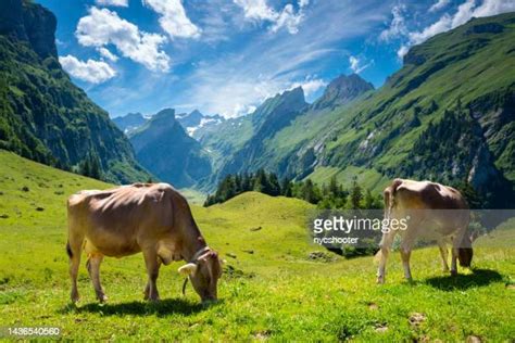 Switzerland Cow Photos And Premium High Res Pictures Getty Images