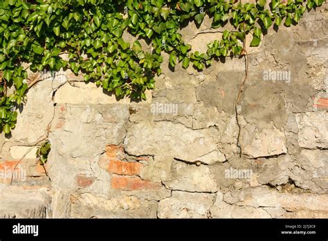 Climbing Plant Green Ivy Or Vine Growing On A Brick Wall High Quality