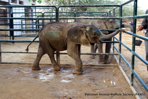 World Elephant Day At Karachi Zoo Pakistan Animal Welfare Society