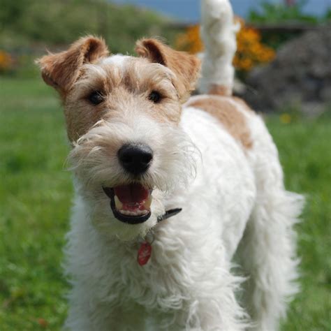 I love all these cute little scruffy faces!!! Wire Fox Terrier Breed Guide - Learn about the Wire Fox ...