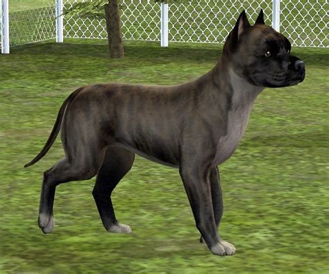 Mod The Sims 6 Redesigned Pitbulls