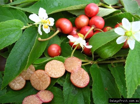 A nice small shrub loaded with delicious red berries. Panama Berry - Muntingia calabura