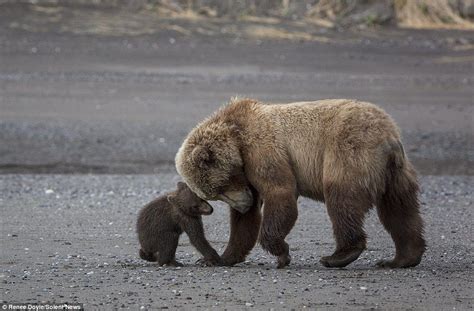 Mother Bear Plays With Her Two Four Month Old Cubs In An Alaska Creek