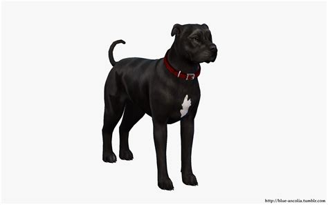 Black Pitbull Makeover Fourth Version By Blue Ancolia The Sims 4