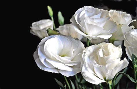 Lisianthus Russell Flowers White Bouquet Wallpaper Coolwallpapersme