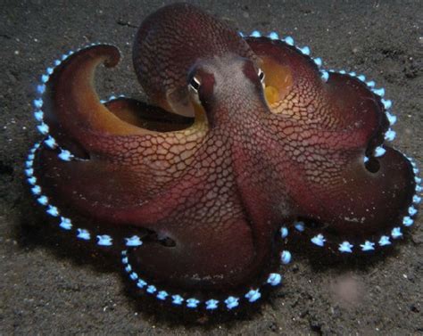 Pin By Kris Kronberg On Amazing Underwater Creatures Ocean Animals