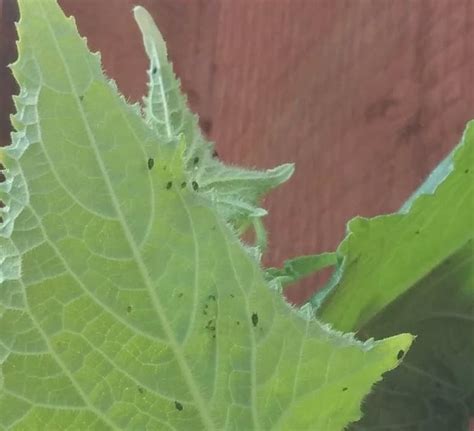 Little white dots on the leaf. vegetables - What are these small black things appearing ...