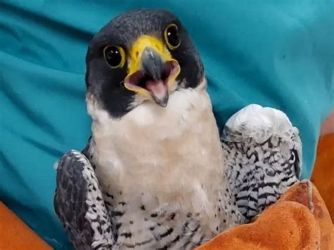 Citys Famed Falcon On Mend Miracle Fish Ladder Saturday Smiles San