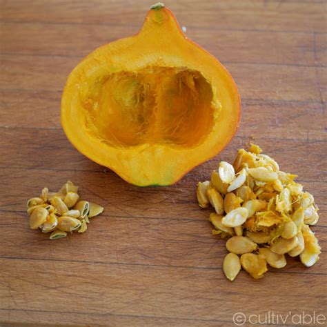 Produire ses graines de courge