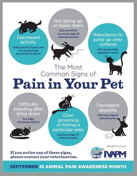 How Do You Tell If A Dog Is In Pain