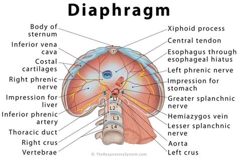 Diaphragm Definition Location Anatomy Function Diagram Anatomy